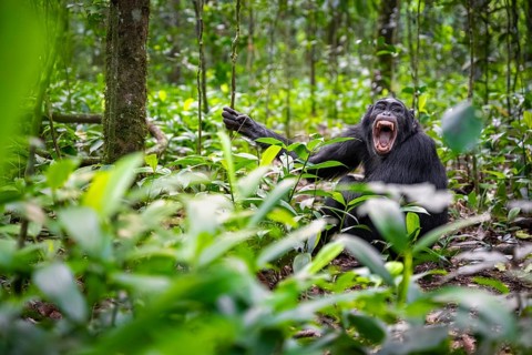 Aggression, chimpanzee (Pan Troglodytes) baring teeth, adult male between leaves in jungle, Kibale