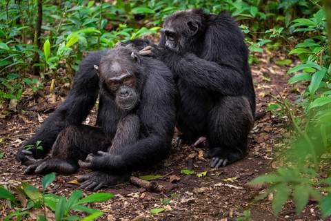 Two chimpanzees (Pan Troglodytes), adult male spawning, grooming in the jungle, Kibale National