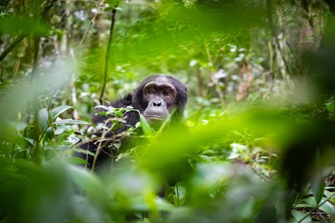Chimpanzee (Pan Troglodytes), male looking thoughtfully, on the ground, mood, green jungle in