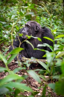 Chimpanzee (Pan Troglodytes), male on the ground, jungle in Kibale National Park, Uganda