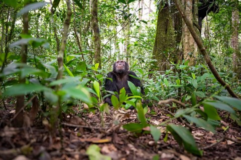 Chimpanzee (Pan Troglodytes), male looking up with hope, jungle in Kibale National Park, Uganda