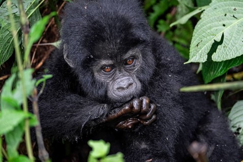 Mountain gorilla (Gorilla beringei beringei), juvenile, Bwindi Impenetrable Forest, Uganda