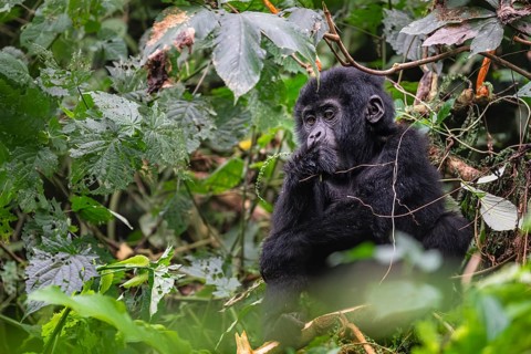 Mountain gorilla (Gorilla beringei beringei), juvenile, eats leaves, Bwindi Impenetrable Forest,