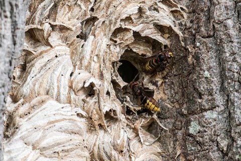 Hornissen (Vespa crabro), Emsland, Lower Saxony, Germany