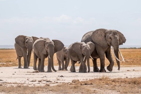 African elephants (Loxodonta africana), herd in dry savanna, Amboseli National Park, Rift Valley