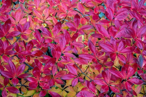 Azalea (Azalea), red colored autumn leaves, autumn colors, Baden-Württemberg, Germany