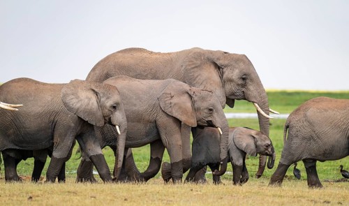 African elephant (Loxodonta africana), herd, Amboseli National Park, Rift Valley Province, Kenya