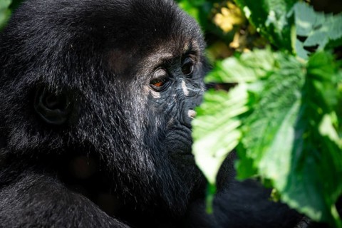 Mountain gorilla (Gorilla beringei beringei), between leaves, animal portrait, Bwindi Impenetrable
