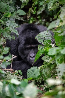 Mountain gorilla (Gorilla beringei beringei), among leaves, Bwindi Impenetrable Forest, Uganda