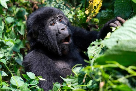 Mountain gorilla (Gorilla berengei berengei), Bwindi Impenetrable National Park, Uganda
