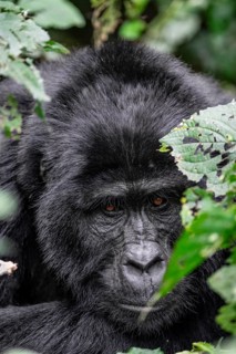 Silverback, animal portrait, mountain gorilla (Gorilla berengei berengei), Bwindi Impenetrable