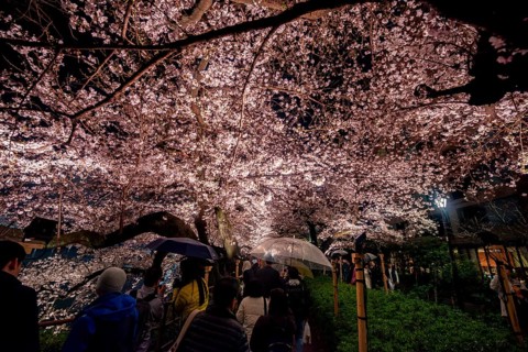 People walking under blooming illuminated cherry trees at night, Japanese cherry blossoms in