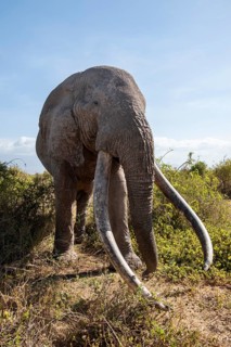 African elephant (Loxodonta africana) eats leaves, the famous Super Tusker elephant Craig, old male