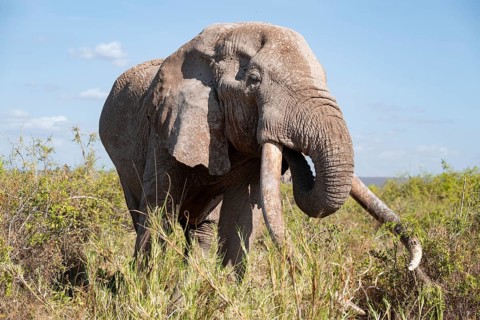 African elephant (Loxodonta africana) eats leaves, the famous Super Tusker elephant Craig, old male