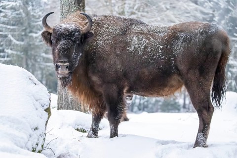 European bison (Bison bonasus) or Wisent standing on a meadow next to the forest in winter, snow,