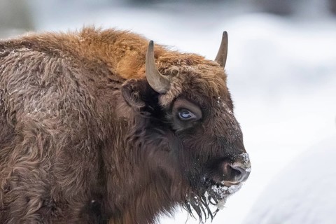 European bison (Bison bonasus) or Wisent portrait in winter, snow, Bavaria, Germany