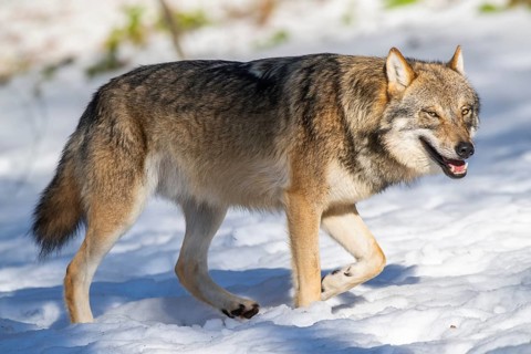 European gray wolf (Canis lupus lupus) walking in a forest in winter, snow, Bavaria, Germany