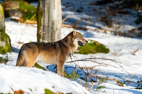 European gray wolf (Canis lupus lupus) standing in a forest in winter, snow, Bavaria, Germany