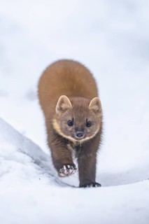 European pine marten (Martes martes) running in the snow in winter, National Park Bavarian Forest,