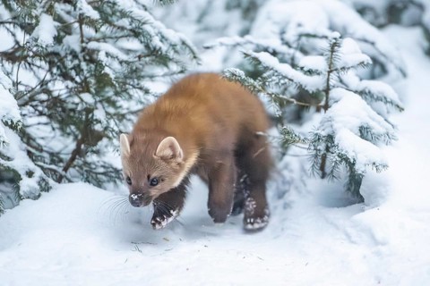 European pine marten (Martes martes) running in the snow in winter, National Park Bavarian Forest,