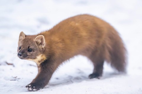 European pine marten (Martes martes) running in the snow in winter, National Park Bavarian Forest,