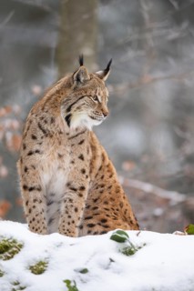 Eurasian lynx (Lynx lynx) sitting in a forest in winter, snow, Bavaria, Germany