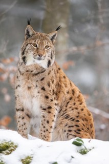 Eurasian lynx (Lynx lynx) sitting in a forest in winter, snow, Bavaria, Germany