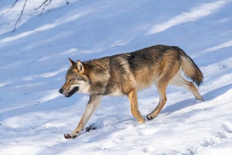 European gray wolf (Canis lupus lupus) walking in a forest in winter, snow, Bavaria, Germany
