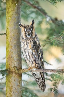 Long-eared owl (Asio otus) sitting on a branch in winter, National Park Bavarian Forest, Bavaria,
