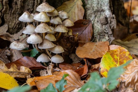 Helmlinge (Mycena), Emsland, Lower Saxony, Germany