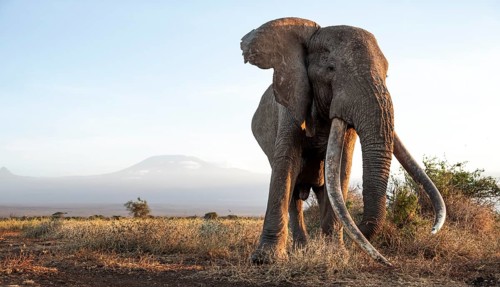 African elephant (Loxodonta africana), the famous Super Tusker elephant Craig, old male with long