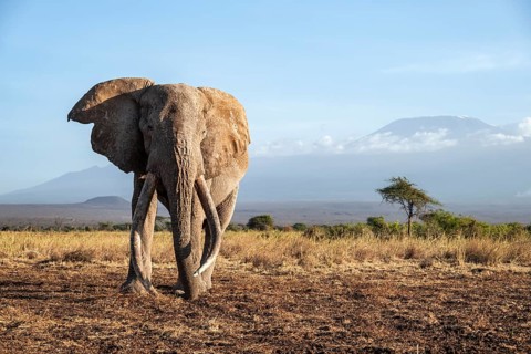 African elephant (Loxodonta africana) in picturesque landscape with the summit of Mount