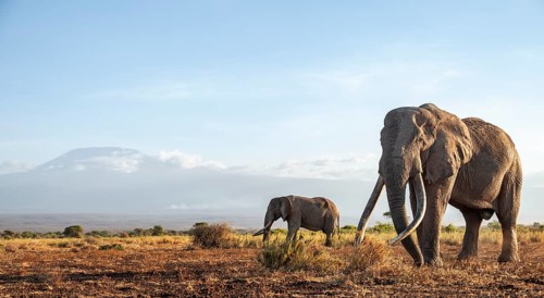 Two African elephants (Loxodonta africana) in a picturesque landscape with the summit of Mount