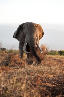 African elephant (Loxodonta africana), the famous Super Tusker elephant Craig, old male with long