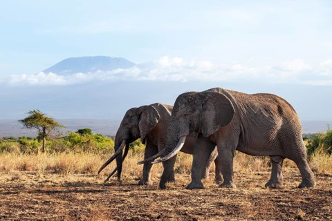 Two African elephants (Loxodonta africana) in a picturesque savanna landscape with the summit of