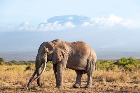 African elephant (Loxodonta africana) in picturesque savanna landscape with the summit of Mount