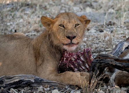 Lion (Panthera Leo) with kill, juvenile male eats the ribs of the captured buffalo, Moremi Game