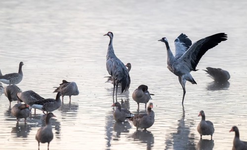 Cranes (Grus grus), cranes and gray geese (Anser anser) stand in the shallow water zone of a lake,