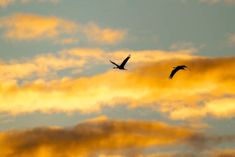 Crane (Grus grus) two cranes flying in the morning light against a blue sky with warm orange