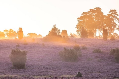 Golden sunbeams over the blooming Lüneburger Heide near Niederhaverbeck