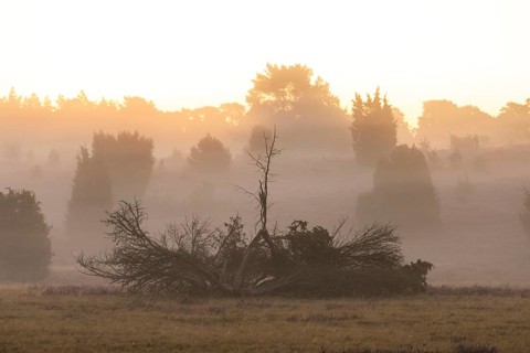 Enchanting morning atmosphere in August with fog in the blooming Lüneburger Heide near