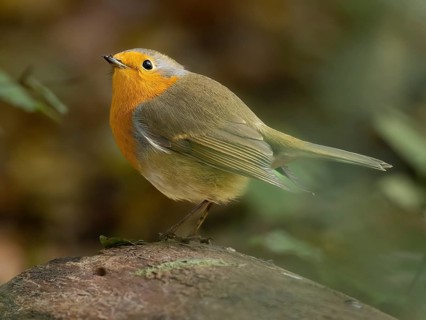 Ein Rotkehlchen, Ruhrpott, North Rhine-Westphalia, Germany