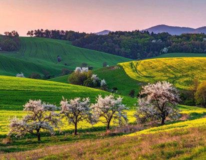 Spring blooming landscape, trees in the foreground, green hills covered with blooming flowers,