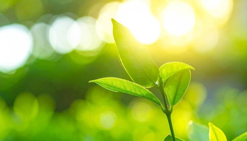 Natural green leaves plants, spring ans summer background cover page, golden soft light, green and
