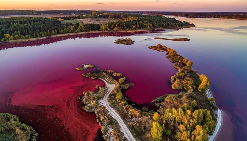 Red algae plant on the lake. abstract ecology nature concept, wild landscape with vibrant red
