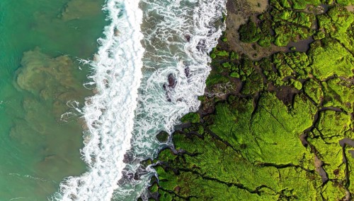 Green algae on the sandy shore of an ocean. Fascinating phenomenon of wild coastline with green