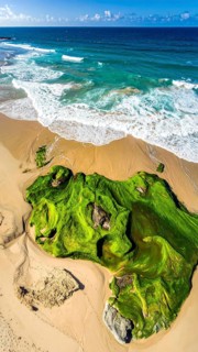 Green algae on the sandy shore of an ocean. Fascinating phenomenon of wild coastline with green