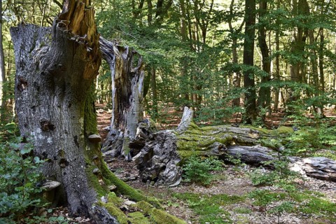 Dead wood in beech forest, Darß primeval forest, Darßer Wald, Mecklenburg-Western Pomerania,
