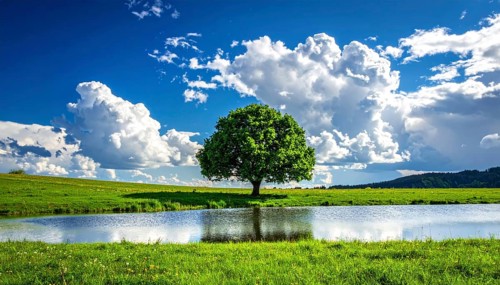 Single and lonely tree near to a lake, meadow and lot of wild grass around, hilly wilderness