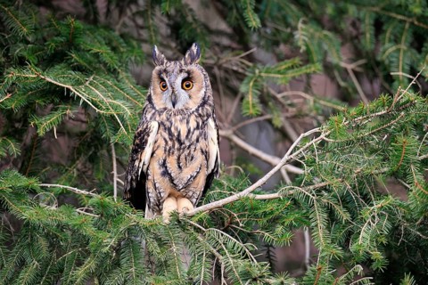 Long-eared owl (Asio otus), adult, on tree, in winter, alert, Bohemian Forest, Czech Republic,